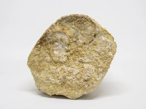 Close up of prehistoric extinct animals in stone. Fossils background Stock Photos