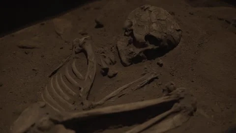 Close-up of Prehistoric Human Skull and Ribs in Fossil Skeleton In Situ Exhibit Stock Footage 321904872