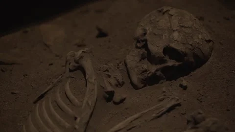 Close-up of Prehistoric Human Skull and Ribs in Fossil Skeleton In Situ Exhibit Stock Footage 321904879