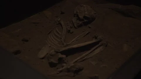 Close-up of Prehistoric Human Skull and Ribs in Fossil Skeleton In Situ Exhibit Stock Footage 321905009