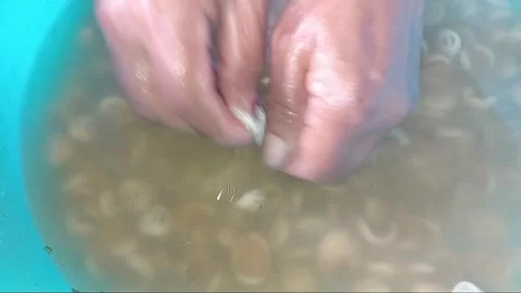 Close Up of Preparing and Cleaning Cooked Chiton Sea Foam Shells Stockbeeldmateriaal 335015493