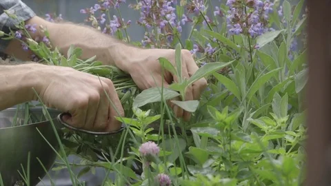 Close Up - preparing to cook Video stock 81187172