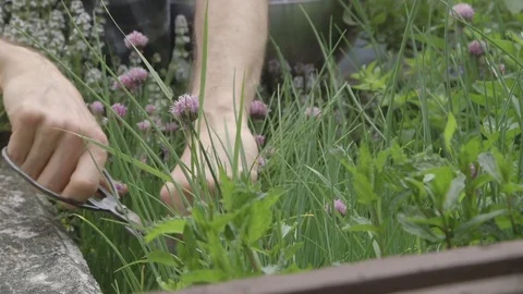 Close Up - preparing to cook Video stock 81187175