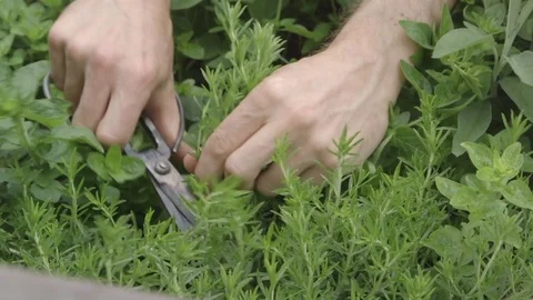 Close Up - preparing to cook Stock Footage 81187198