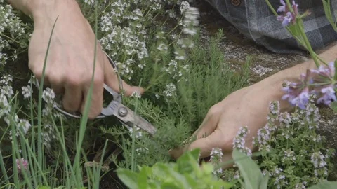 Close Up - preparing to cook Video stock 81187204