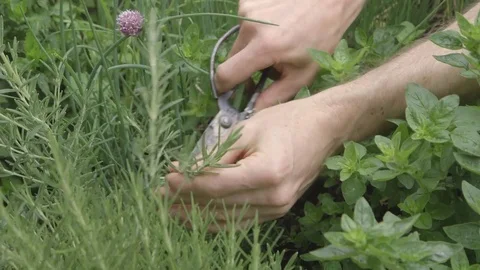 Close Up - preparing to cook Video stock 81187207