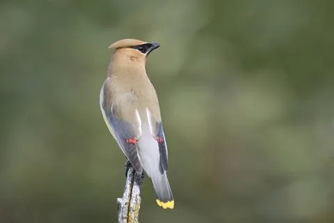 Close up of a pretty cedar waxwing. Stock Photos