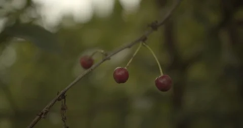 Close up on pretty cherries on the tree 스톡 동영상 117542598
