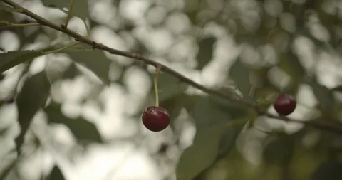 Close up on pretty cherries on the tree 스톡 동영상 117639672