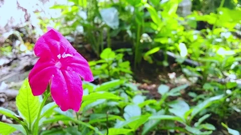 A Close up Pretty colored flowers Vídeo Stock 291020783