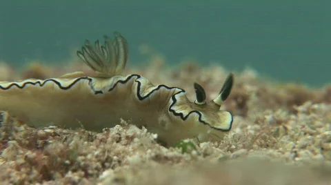 Close-up of pretty nudibranch on the coral ref Stock Footage 574414
