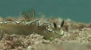 Close-Up Of Pretty Nudibranch On The Coral Ref Stock Footage