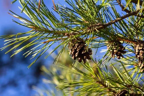 Close-up on a pretty pine cone hanging from its branch and surrounded by its  Stock Photos