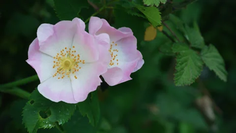 Close up of pretty pink and white dog rose flowers, swaying gently. 4K tripod Stock Footage 198025099