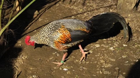 Close up of a pretty rooster  Stock Footage 267487188