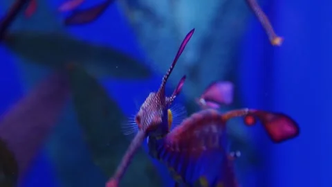 Close up of a pretty seadragon Stock Footage 299635700