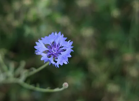 Close up of pretty soft blue cornflower bloom with soft bokeh background Stock Photos