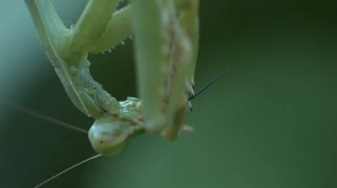 Close up of prey mantis eating Stock Footage 36168445