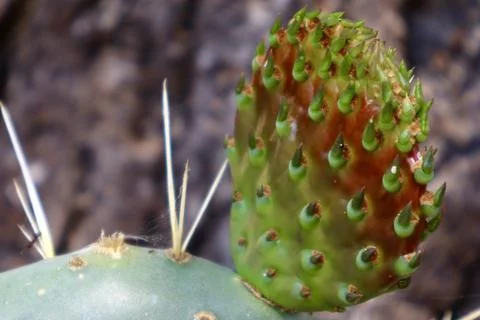 Close-up of a prickly cactus bud with sharp spines and vivid green tips Stock Photos