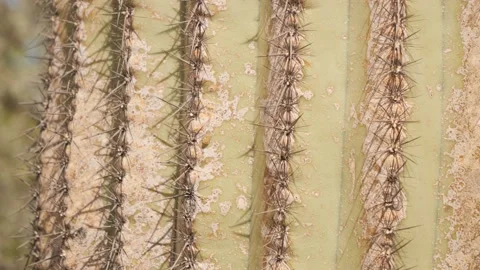 Close-up of prickly cactus in desert Stock Footage 150239648