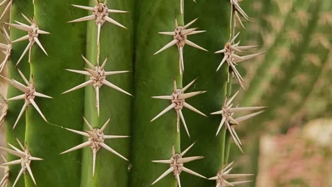 Close up of prickly the cactus. Stock Footage 309997635