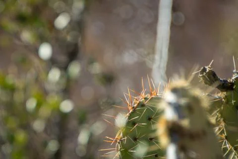 Close up of prickly cactus Stock Photos