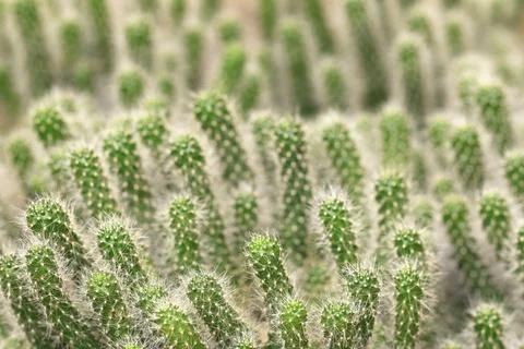 Close-up of prickly Cactuses Stock Photos