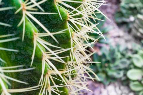 Close up of prickly green cactus with long thorns. Stock Photos