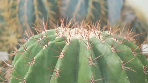 Close up of prickly green cactus with thin sharp spines growing in the garden. Stock Footage 252932725