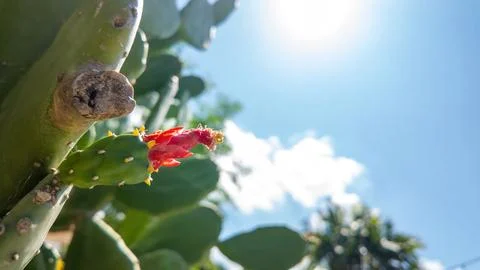 Close-up of Prickly Pear Cactus Bud with Sun Flare Photos