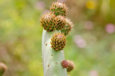 Close Up of Prickly Pear Cactus Budding in Spring Stock Photos