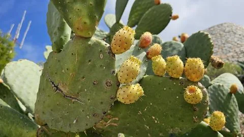 Close-up of a prickly pear cactus with clusters of ripening yellow-orange fru Stock Photos