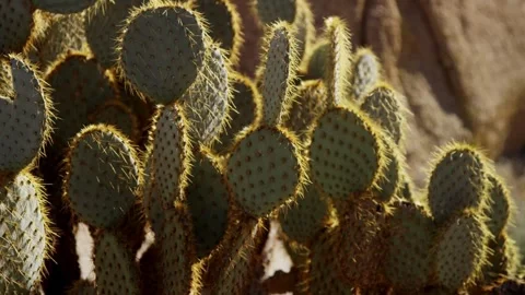 Close up of prickly pear cactus in desert sunlight Stock Footage 329816383