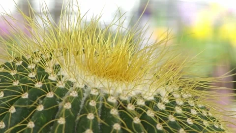 Close up of prickly pear cactus. Stock Footage 304943414
