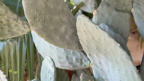 Close-up of prickly pear cactus leaves in natural sunlight, suitable as a b.. Stock Footage 326405171