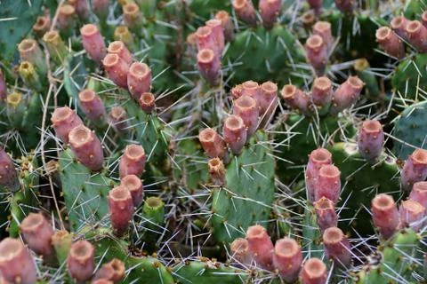 A close up of Prickly-Pear, the sharp thorns cactus plant Stock Photos