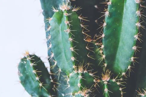 Close-up on pricky sprouts of Cereus Peruvianus cactus Stock Photos