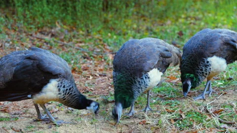Close-up, a pride of peachicks feeds at a farm, North Carolina, USA Stock Footage 140536631