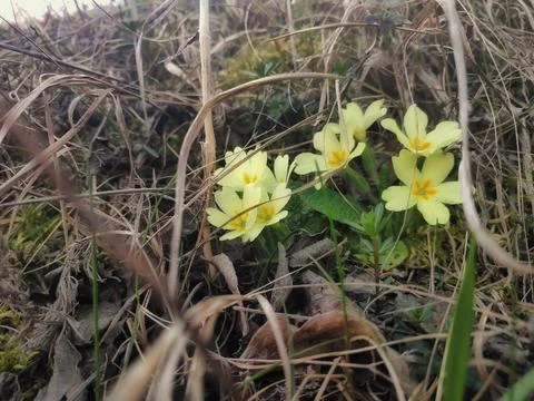 Close-Up of a Primrose Flower in Bloom Photos