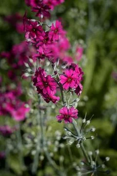 Close-up of primrose Primula pulverulenta Stock Photos