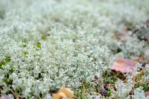 Close-up of a pristine white flower bud about to bloom. Ideal for spring or Stock Photos