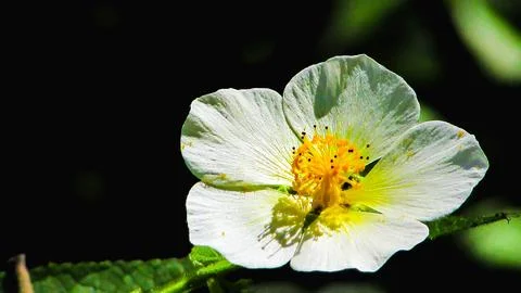 Close-up of a pristine white flower showcasing delicate petals and vibrant .. Stock Photos