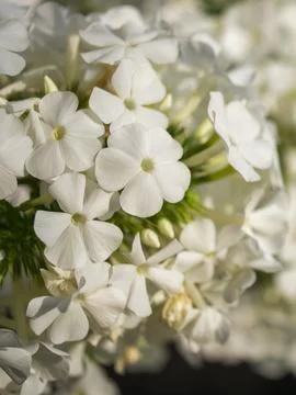 A close-up of pristine white flowers, showcasing their delicate petals Stock Photos