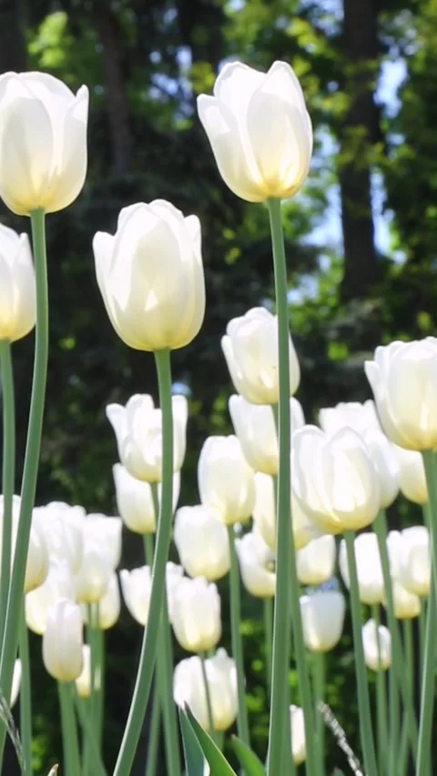 Close-up of pristine white tulips with green forest background Stock Footage 311012461