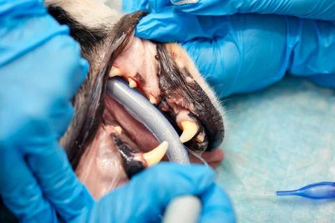 Close-up procedure of professional teeth removing dog in a veterinary clinic Foto stock