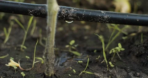 Close up process of drip irrigation in greenhouse.  Stock Footage 109393427