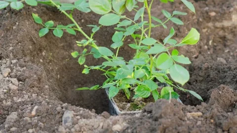 A close-up of the process of a gardener measuring the depth of a dug bed. Stock-Footage 274791406