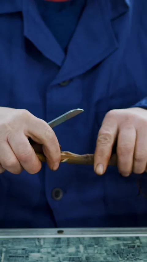 Close-up. the process of grafting walnut seedlings with various selected species Stock Footage 319653421