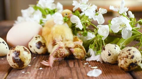 Close-up of the process of hatching a quail chick on a wooden background and Stock-Footage 172497329