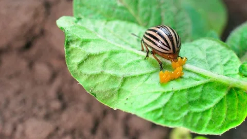 A close-up of the process of laying eggs by a female adult Colorado potato Stock Footage 218163401